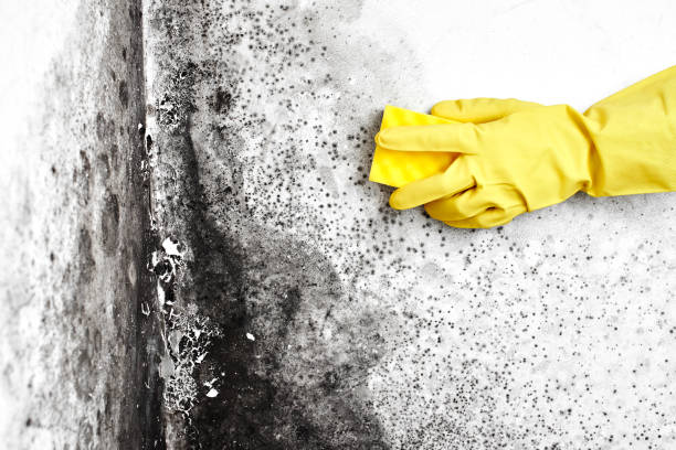 Mold Removal and Inspection in Eagle Lake, TX