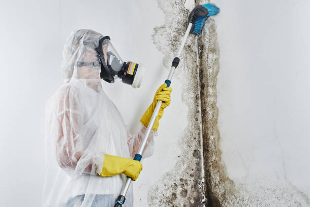 Best Office Mold Removal Services  in Eagle Lake, TX