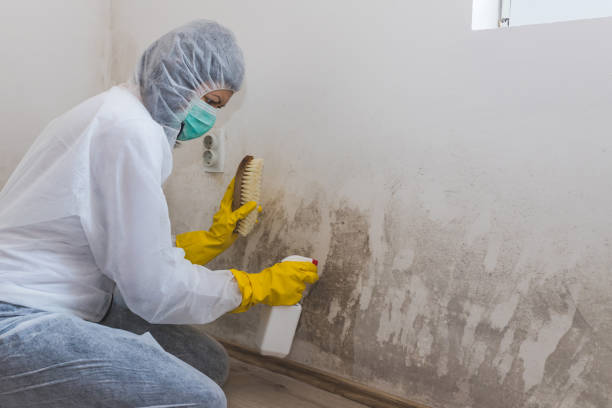 Best Toxic Mold Removal  in Eagle Lake, TX