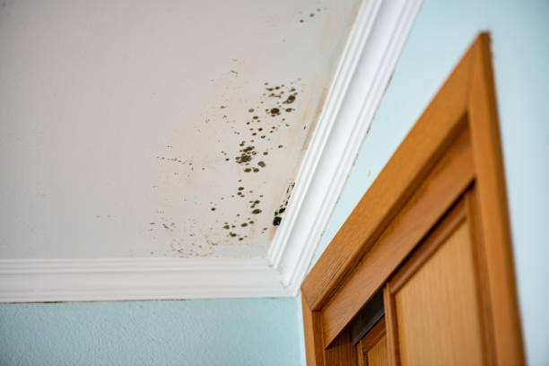 Best Certified Mold Removal  in Eagle Lake, TX