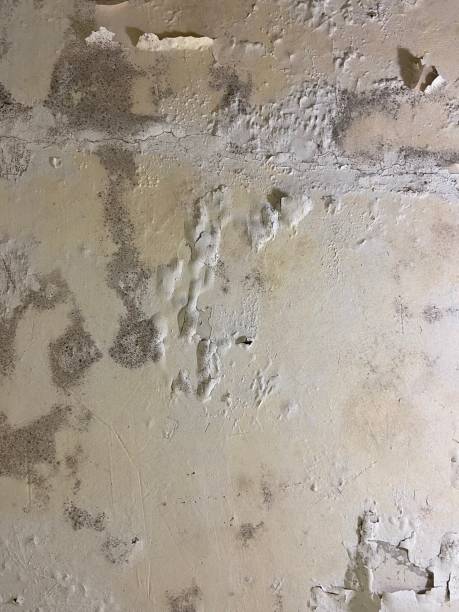 Best Certified Mold Removal  in Eagle Lake, TX