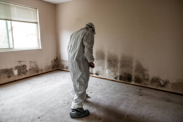 Best Attic Mold Removal  in Eagle Lake, TX