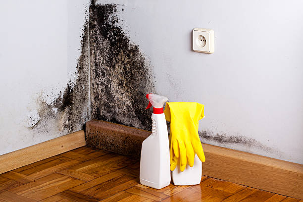 Best Fast Mold Removal  in Eagle Lake, TX